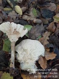 Melanoleuca strictipes