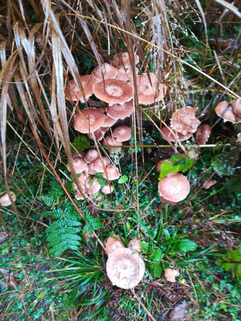 Armillaria ostoyae