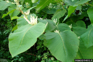 Fallopia