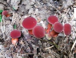 Hortiboletus rubellus