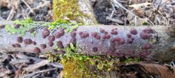Hypoxylon pseudofuscum