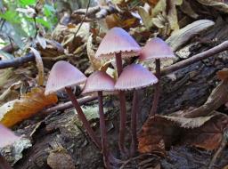 Mycena haematopus