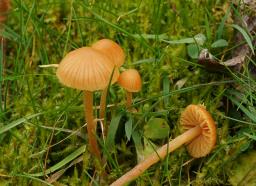 Galerina clavata
