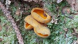 Caloscypha fulgens