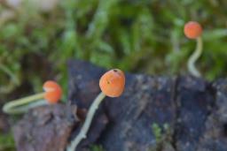 Pruinomycena acicula