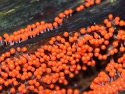 Hemitrichia decipiens