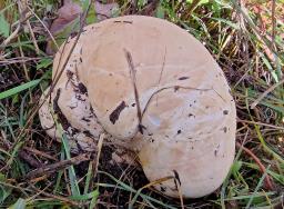 Calvatia gigantea