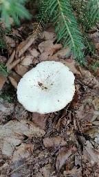 Lactifluus piperatus
