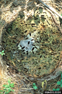 Chalcophora mariana