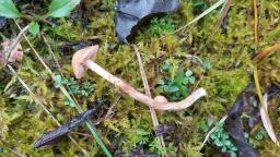 Hebeloma hetieri