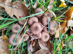 Armillaria ostoyae
