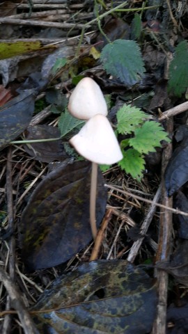 Parasola conopila