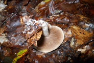 Hebeloma sinapizans