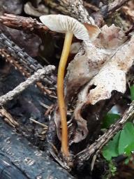 Strobilurus esculentus
