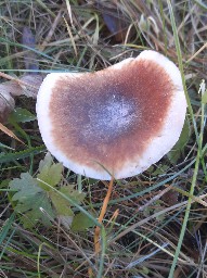Giacomia mirabilis