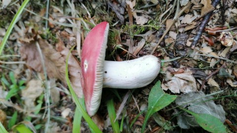 Russula rosea