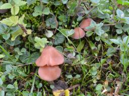 Entoloma catalaunicum