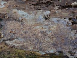 Resinicium bicolor