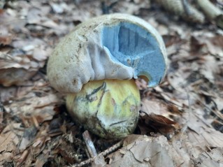 Caloboletus radicans