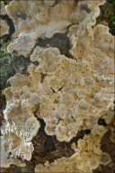 Stereum rugosum