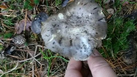 Tricholoma portentosum