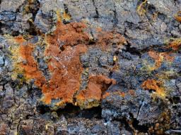 Tomentella umbrinospora