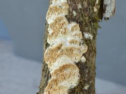 Antrodia albida