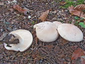 Collybia irina