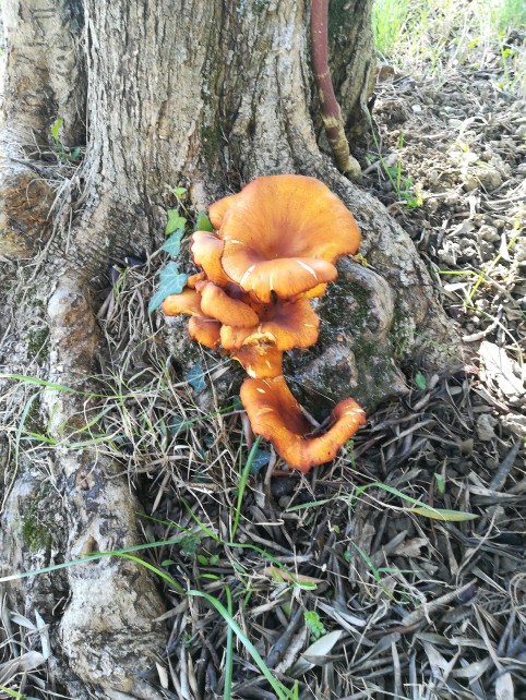 Omphalotus olearius