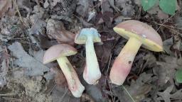 Butyriboletus fuscoroseus