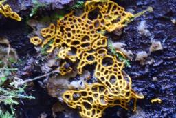 Hemitrichia serpula