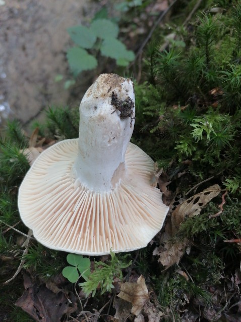 Russula anthracina