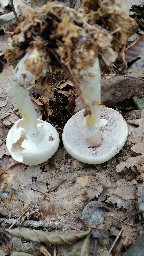 Cystoagaricus lepidotoides