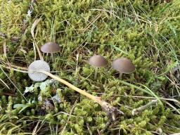 Strobilurus esculentus