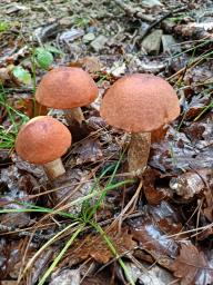 Leccinum aurantiacum