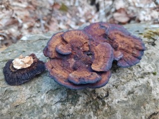 Daedaleopsis tricolor