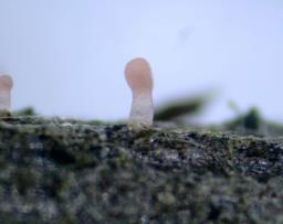 Typhula micans