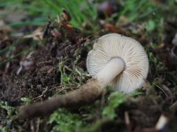 Phaeocollybia lugubris