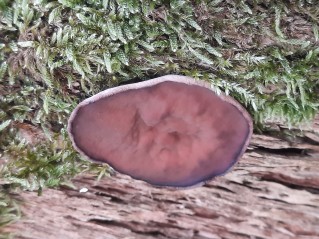 Discina ancilis
