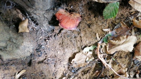 Fistulina hepatica
