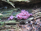 Ascocoryne sarcoides