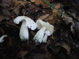 Tricholoma columbetta