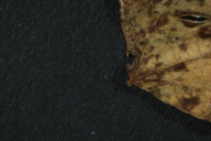 Uromyces appendiculatus
