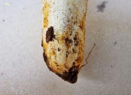 Russula melliolens