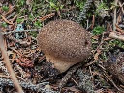Utraria mollis