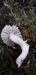 Cuphophyllus colemannianus