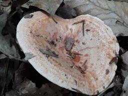 Lactarius deliciosus