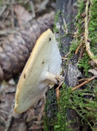 Lentinus substrictus