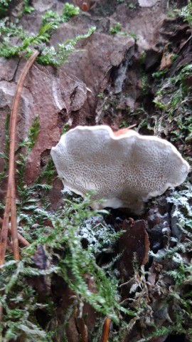 Heterobasidion annosum