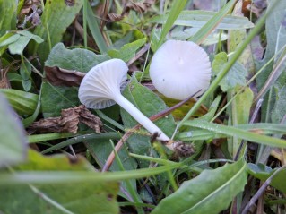 Cuphophyllus virgineus